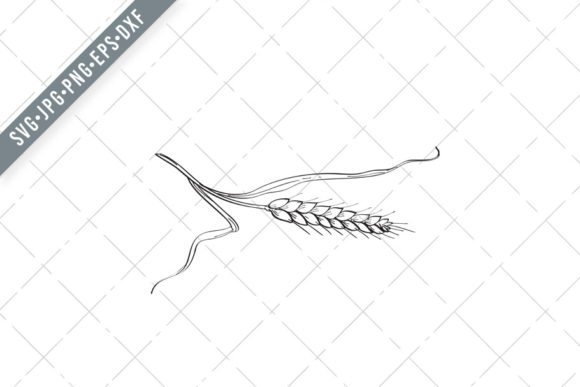 Stalk of Belgian Wheat Line Art Drawing Review
